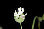 Balkan catchfly